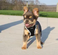 Bryce, a male French Bulldog for sale in Fresno, OH – Photo 1 of 8