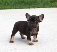 Hershy, a male French Bulldog for sale in Fresno, OH – 5 of 7