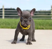 Bryce, a male French Bulldog for sale in Fresno, OH – 4 of 7
