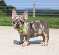 Winston, a male French Bulldog for sale in Fresno, OH – 4 of 7