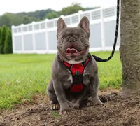 Lola, a female French Bulldog for sale in Fresno, OH – 5 of 6