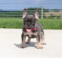 Stella, a female French Bulldog for sale in Fresno, OH – 5 of 10