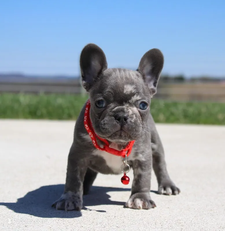 Lorcan – French Bulldog puppy for sale in Fresno, OH