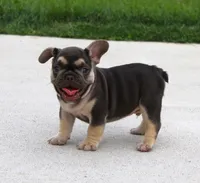 Winston, a male French Bulldog for sale in Fresno, OH – 3 of 5