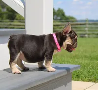 Mocha, a female French Bulldog for sale in Fresno, OH – 5 of 8