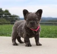 Bella, a female French Bulldog for sale in Fresno, OH – 3 of 6