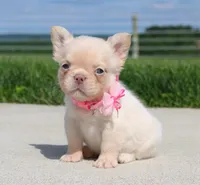Buttercup, a female French Bulldog for sale in Fresno, OH – 1 of 7