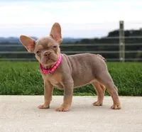Tanya, a female French Bulldog for sale in Fresno, OH – 1 of 7
