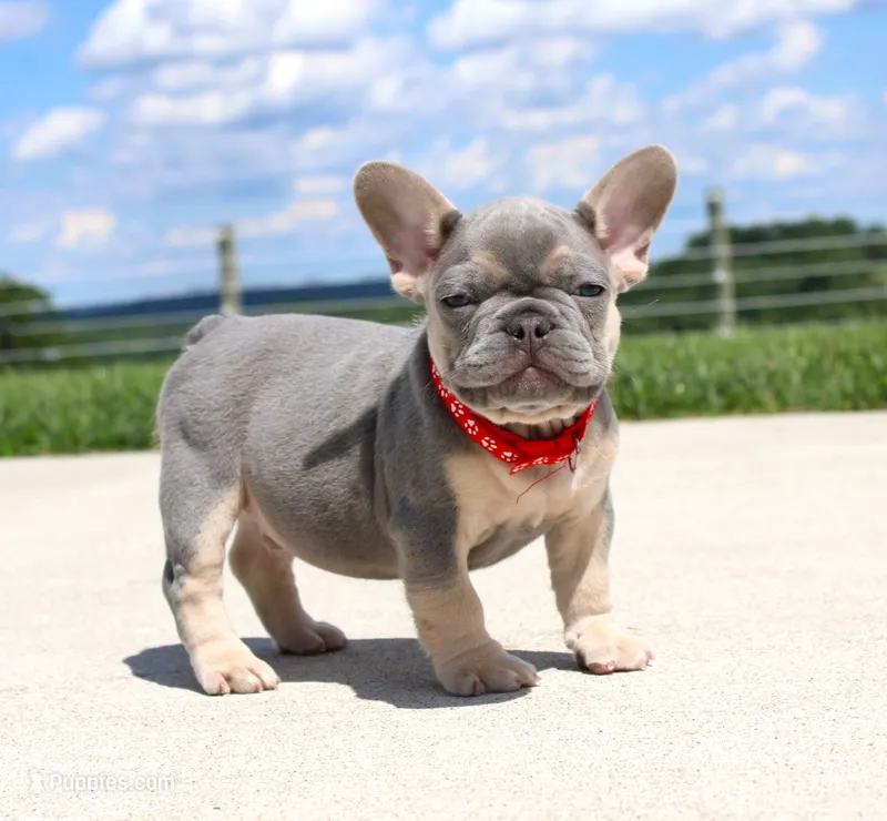 Bentley – French Bulldog puppy for sale in Fresno, OH