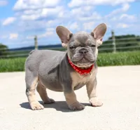 Bentley (SOLD), a male French Bulldog for sale in Fresno, OH – 1 of 7