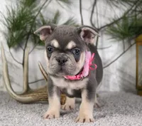 Lola, a female French Bulldog for sale in Fresno, OH – Photo 3 of 6