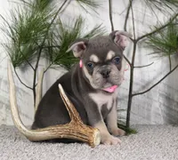 Lola, a female French Bulldog for sale in Fresno, OH – Photo 2 of 6