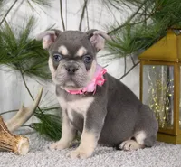 Lola, a female French Bulldog for sale in Fresno, OH – Photo 4 of 6