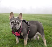 Lola, a female French Bulldog for sale in Fresno, OH – Photo 6 of 6