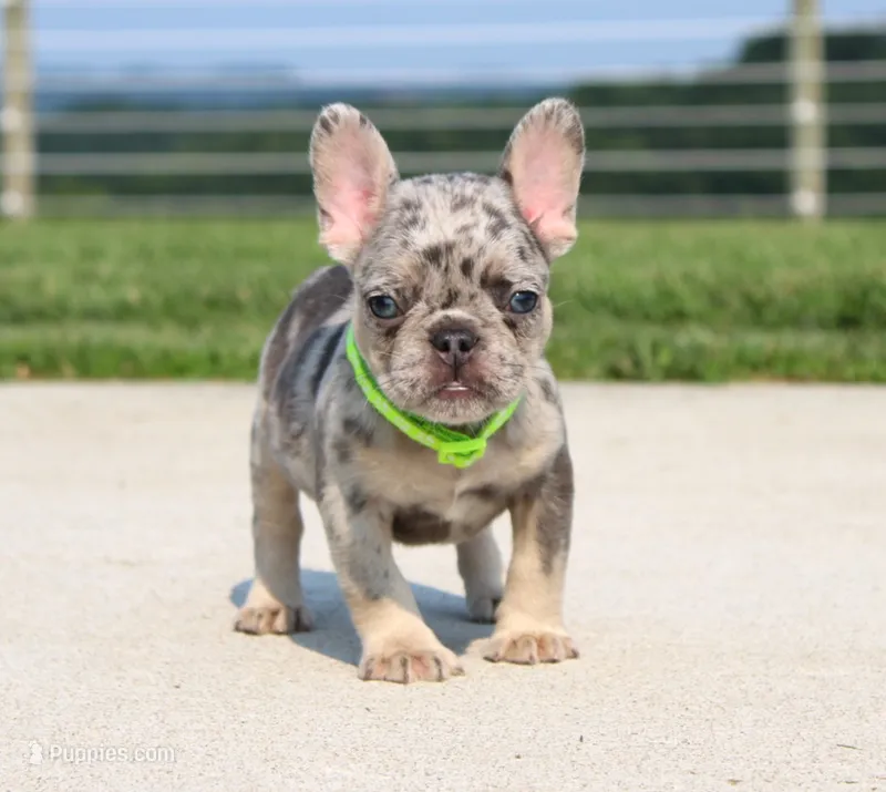 Winston – French Bulldog puppy for sale in Fresno, OH