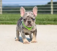 Winston, a male French Bulldog for sale in Fresno, OH – 1 of 7