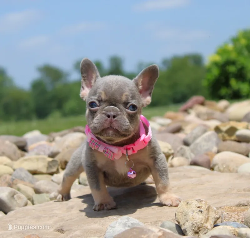 Porcha – French Bulldog puppy for sale in Fresno, OH
