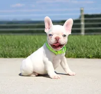 Ace, a male French Bulldog for sale in Fresno, OH – 4 of 7