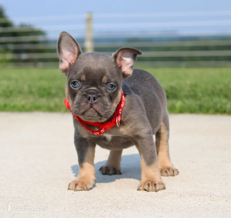 Brock – French Bulldog puppy for sale in Fresno, OH