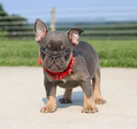 Brock, a male French Bulldog for sale in Fresno, OH – 1 of 6