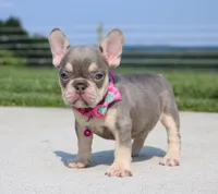 Chanelle, a female French Bulldog for sale in Fresno, OH – 3 of 8