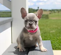 Lilly (SOLD), a female French Bulldog for sale in Fresno, OH – 4 of 9