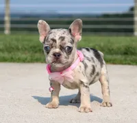 Karla (SOLD), a female French Bulldog for sale in Fresno, OH – 2 of 6
