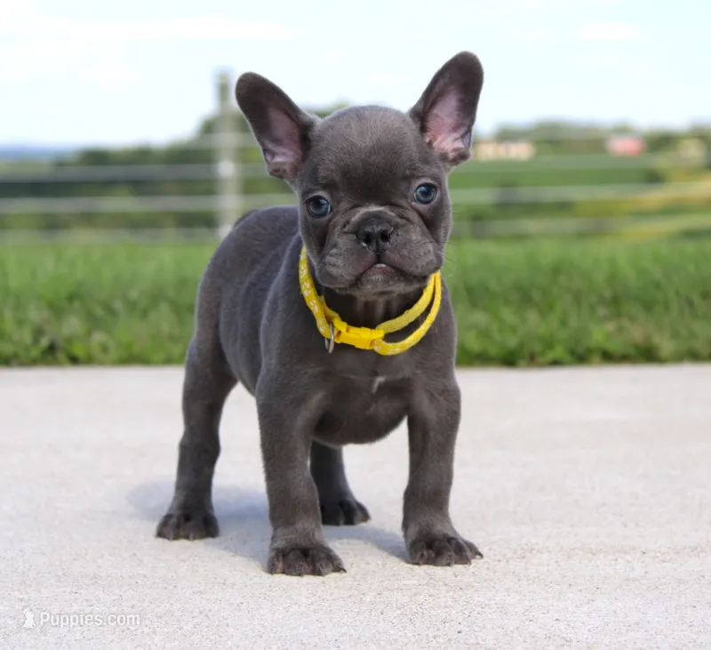 Bryce – French Bulldog puppy for sale in Fresno, OH