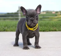 Bryce, a male French Bulldog for sale in Fresno, OH – 1 of 7