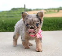 Macie, a female French Bulldog for sale in Fresno, OH – 2 of 9
