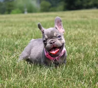 Penny, a female French Bulldog for sale in Fresno, OH – 5 of 7