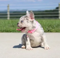 Pearl, a female French Bulldog for sale in Fresno, OH – 4 of 8