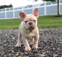 Mack, a male French Bulldog for sale in Fresno, OH – 3 of 6