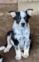 Mini Aussie Heeler Females, a female Miniature Australian Shepherd for sale in Sainte Genevieve, MO – Photo 2 of 6