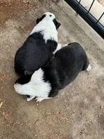 Mini Aussie Heeler Females, a female Miniature Australian Shepherd for sale in Sainte Genevieve, MO – Photo 5 of 6
