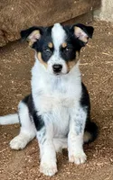 Mini Aussie Heeler Females, a female Miniature Australian Shepherd for sale in Sainte Genevieve, MO – Photo 3 of 6