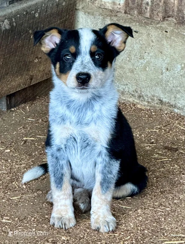 Mini Aussie Heeler Females, a female Miniature Australian Shepherd for sale in Sainte Genevieve, MO – Photo 1 of 6
