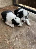 Mini Aussie Heeler Females, a female Miniature Australian Shepherd for sale in Sainte Genevieve, MO – Photo 6 of 6