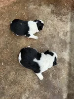 Mini Aussie Heeler Females, a female Miniature Australian Shepherd for sale in Sainte Genevieve, MO – Photo 4 of 6