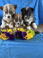 AKC Dillon, a male Pembroke Welsh Corgi for sale in Taylorsville, KY – Photo 2 of 3