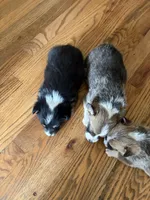 AKC Dillon, a male Pembroke Welsh Corgi for sale in Taylorsville, KY – Photo 3 of 3