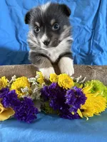 AKC Dillon, a male Pembroke Welsh Corgi for sale in Taylorsville, KY – Photo 1 of 3