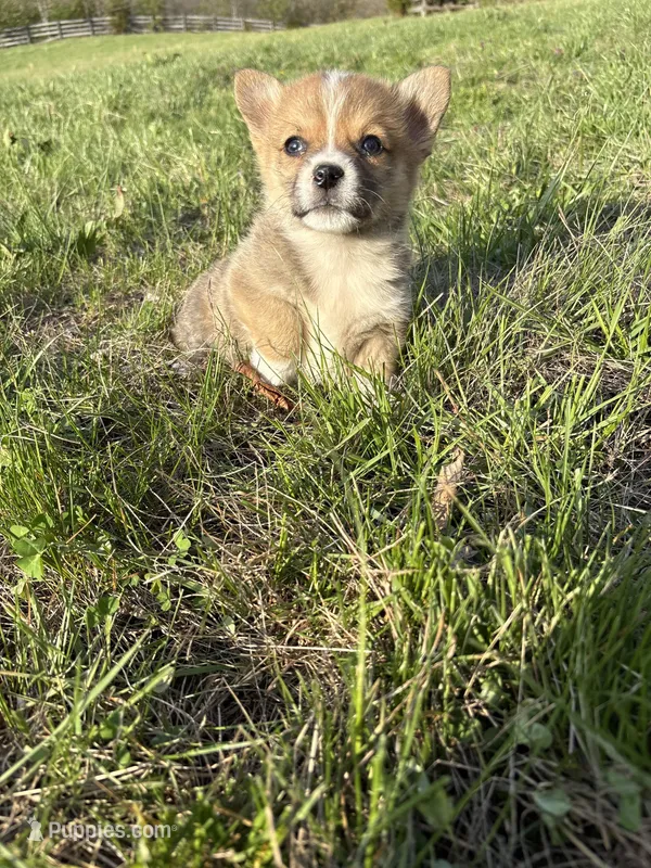 AKC Stevie – Pembroke Welsh Corgi puppy for sale in Taylorsville, KY