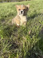 AKC Stevie, a male Pembroke Welsh Corgi for sale in Taylorsville, KY – Photo 1 of 4
