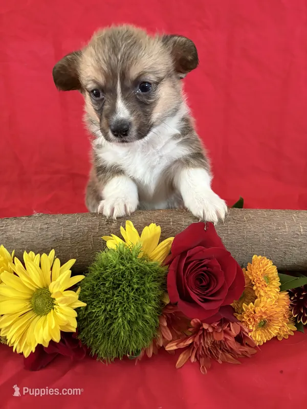 Ellie – Pembroke Welsh Corgi puppy for sale in Taylorsville, KY