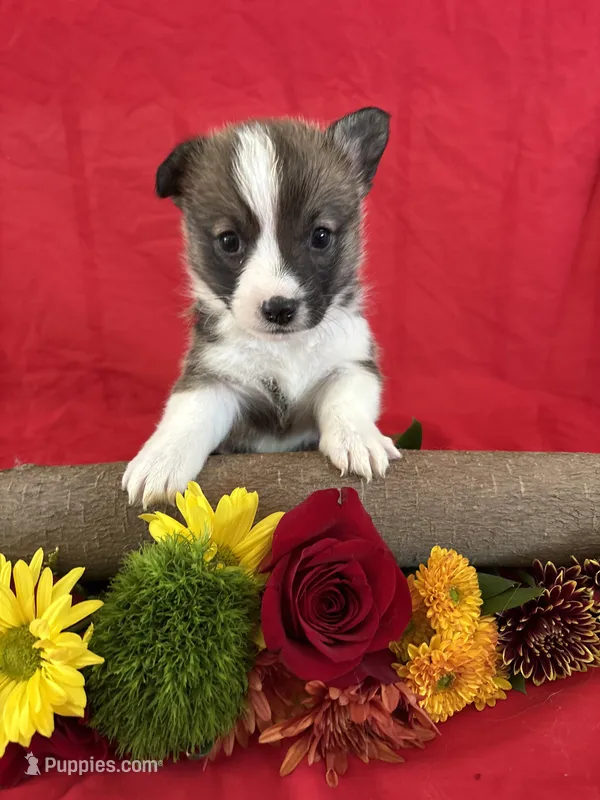 Sadie – Pembroke Welsh Corgi puppy for sale in Taylorsville, KY