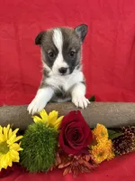 Sadie, a female Pembroke Welsh Corgi for sale in Taylorsville, KY – 1 of 1