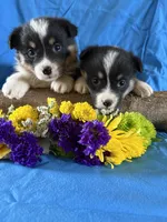 Lexie, a female Pembroke Welsh Corgi for sale in Taylorsville, KY – Photo 2 of 3