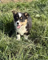 AKC Lexie, a female Pembroke Welsh Corgi for sale in Taylorsville, KY – Photo 1 of 4