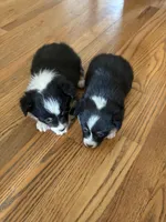 Lexie, a female Pembroke Welsh Corgi for sale in Taylorsville, KY – Photo 3 of 3